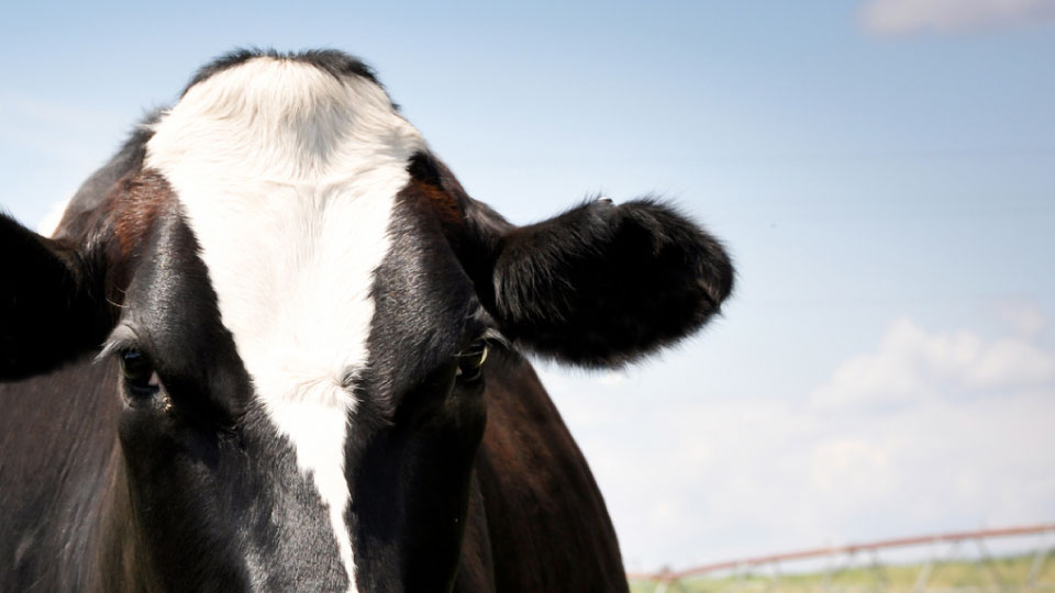 Washington Dairy - photography